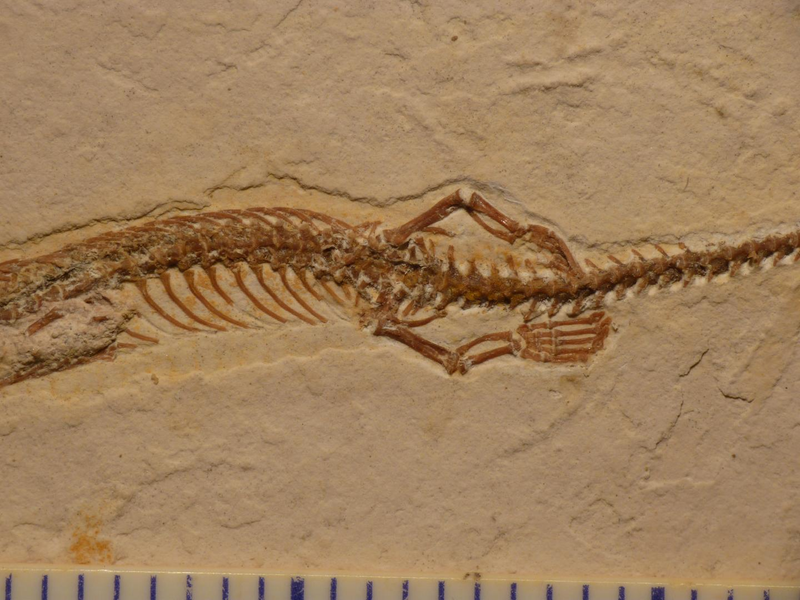 Illustration for article titled Look at This Extinct Snake's Little Arms and Legs